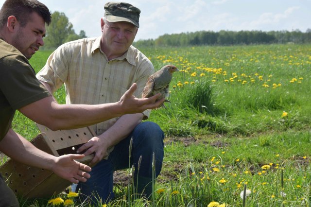 Wsiedlenie Kuropatw w łowisko 10.05.2016 obw 266 i 277